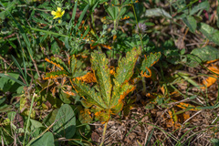 Phragmidium potentillae