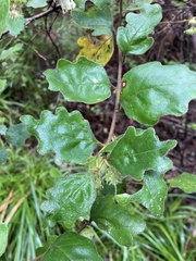 Chorilaena quercifolia