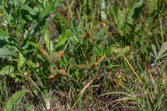 Phragmidium potentillae