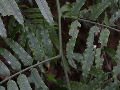 Angiopteris lygodiifolia
