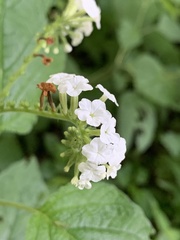 Heliotropium macrostachyum