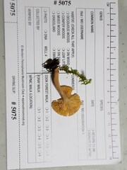 Lactarius griseus