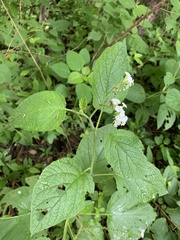 Heliotropium macrostachyum