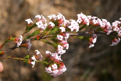 Erica walkeria