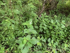 Heliotropium macrostachyum