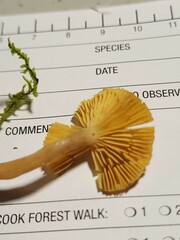 Lactarius griseus