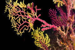 Alcyonium coralloides