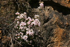 Erica walkeria