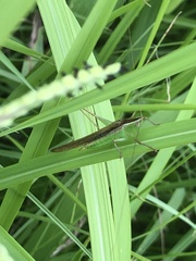 Conocephalus maculatus