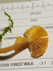 Lactarius griseus