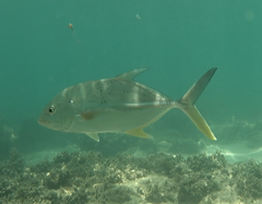 Caranx papuensis