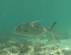 Caranx papuensis