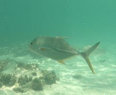 Caranx papuensis