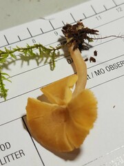 Lactarius griseus