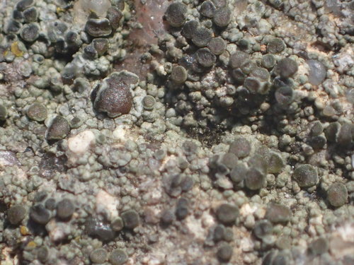 Caloplaca atroalba image