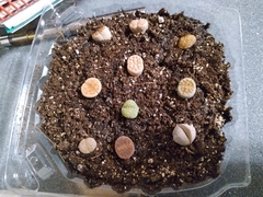 Lithops