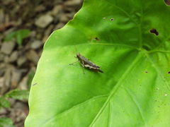 Xenocatantops brachycerus