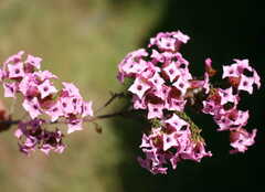 Erica walkeria