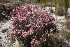 Erica walkeria