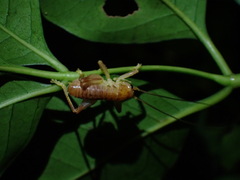 Gryllacrididae
