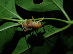 Gryllacrididae