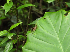 Cardiodactylus guttulus