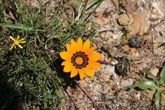 Gazania rigida