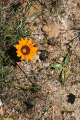 Gazania rigida