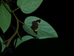 Netrocoryne repanda
