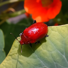Podontia