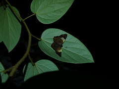 Netrocoryne repanda