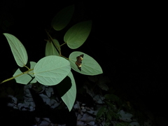 Netrocoryne repanda