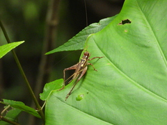 Cardiodactylus guttulus