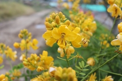 Senna bicapsularis