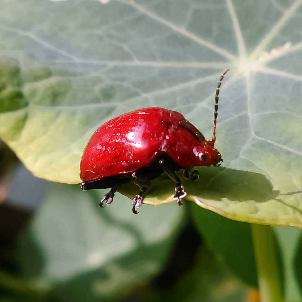 Podontia rufocastanea