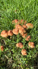 Marasmius oreades