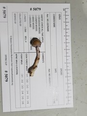 Cortinarius delibutus