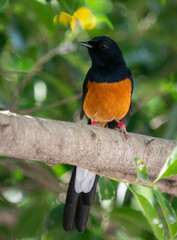 Copsychus malabaricus