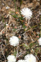 Lampranthus leipoldtii