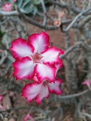 Adenium multiflorum