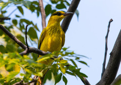 Oriolus chinensis