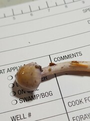 Cortinarius delibutus