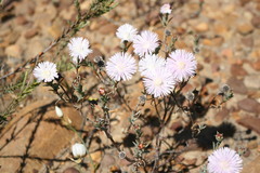 Lampranthus leipoldtii