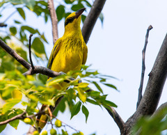 Oriolus chinensis