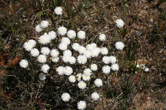 Lampranthus leipoldtii