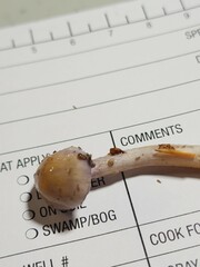 Cortinarius delibutus