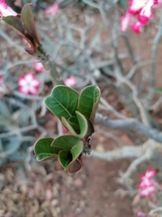 Adenium multiflorum