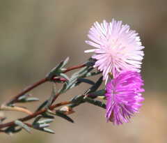 Lampranthus leipoldtii