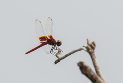 Urothemis signata yiei