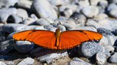 Dryas iulia moderata